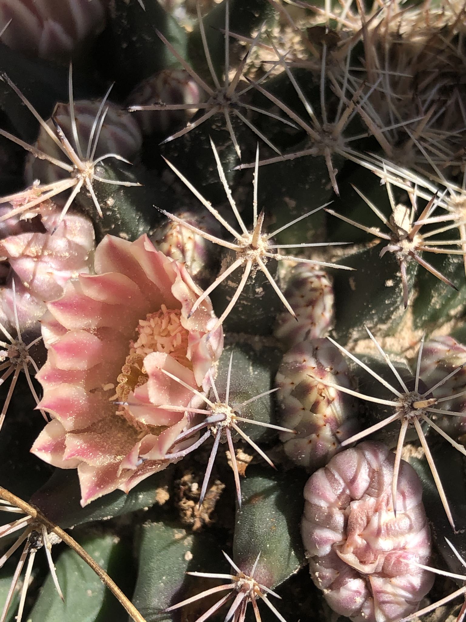Mammillaria heyderi